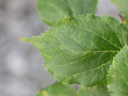 Tilia cordata  Girards Nana   (Dwarf Tilia) For Cheap