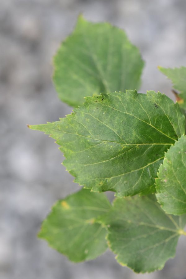 Tilia cordata  Girards Nana   (Dwarf Tilia) For Cheap