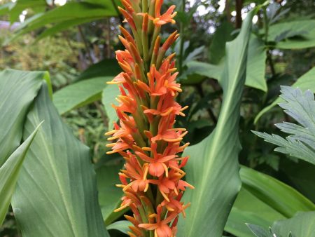 Hedychium densiflorum (Hardy Ginger) Cheap