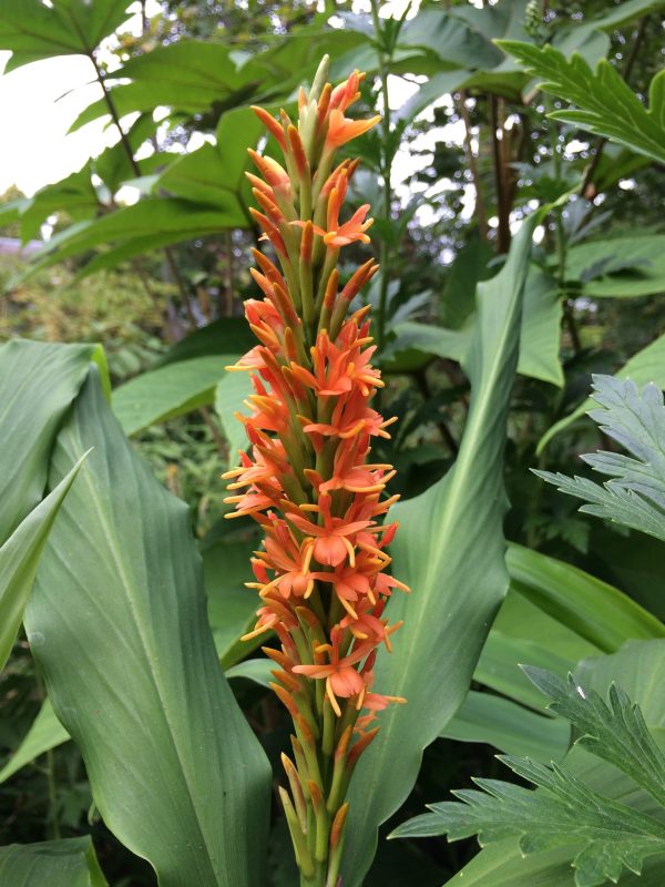 Hedychium densiflorum (Hardy Ginger) Cheap