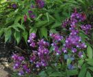 Lathyrus vernus  (Perennial Spring Pea) Cheap