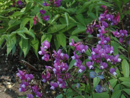 Lathyrus vernus  (Perennial Spring Pea) Cheap