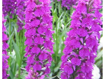 Dactylorhiza  Foliorella  (Marsh Orchid) For Sale