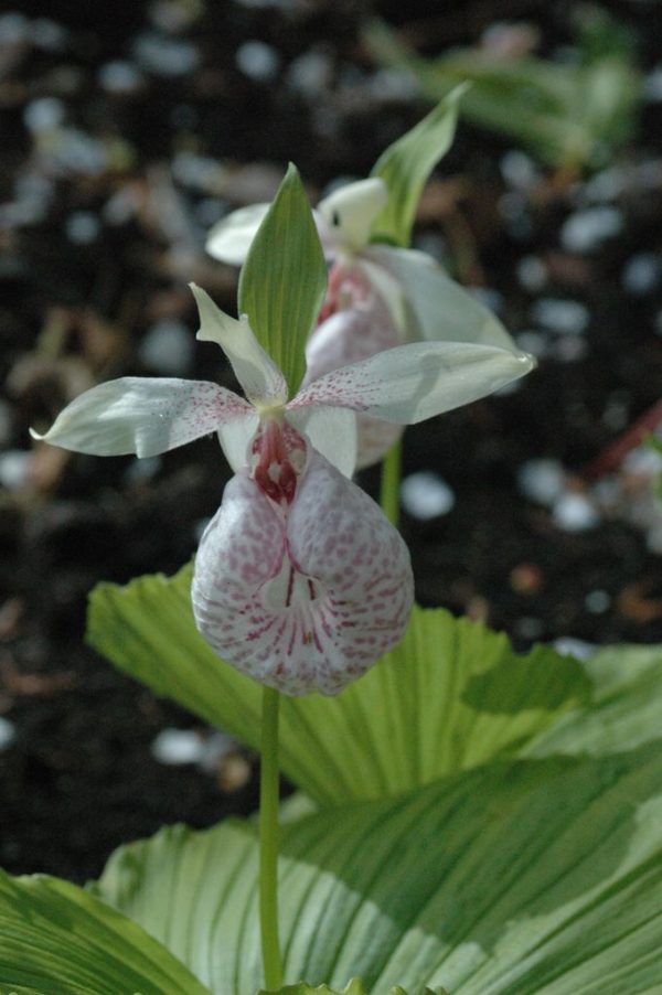 Cypripedium formosanum (Lady s Slipper Orchid) Fashion