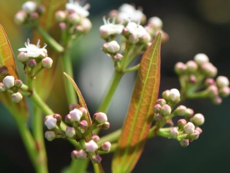 Viburnum davidii  Angustifolium  (Species viburnum) Cheap