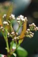 Viburnum davidii  Angustifolium  (Species viburnum) Cheap