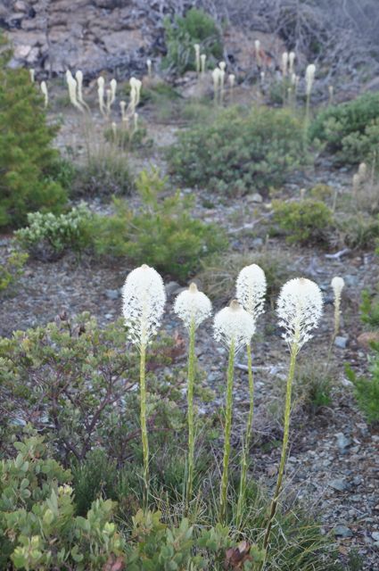 Xerophyllum tenax (Beargrass) Discount