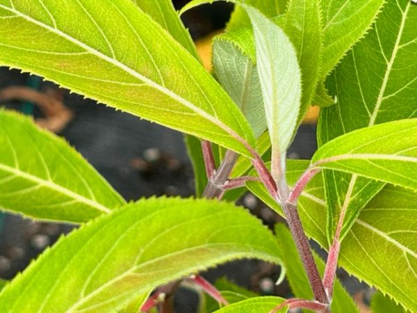 Hydrangea aspera ssp. strigosa (Rough-Leaf Hydrangea) on Sale