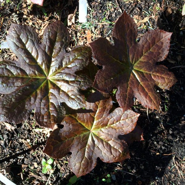 Podophyllum  Imperial Sunrise  (Hybrid Podophyllum) Supply