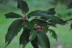 Sorbus pallescens  (Whitebeam) For Cheap