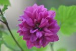 Rubus spectabalis  Olympic Double  (Double Flowering Salmonberry) For Discount