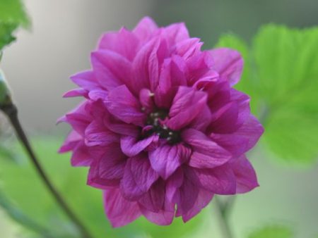 Rubus spectabalis  Olympic Double  (Double Flowering Salmonberry) For Discount