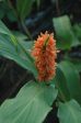 Hedychium densiflorum (Hardy Ginger) Cheap