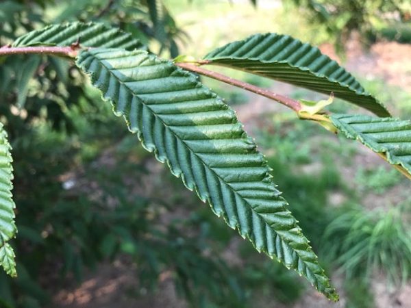 Alnus firma var. multinervis syn. Alnus pendula (Japan Alder) For Discount