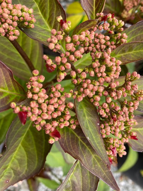 Hydrangea macrophylla  Game Changer Picotee  (Hydrangea) For Cheap