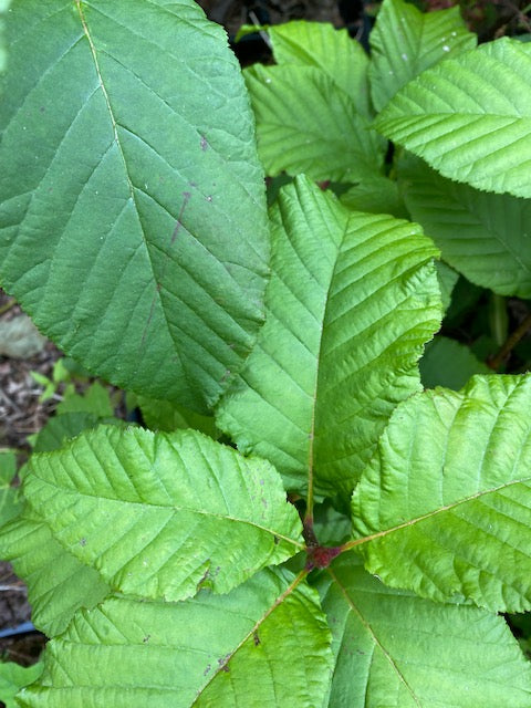 Sorbus megalocarpa WI509 (Whitebeam) Online Sale