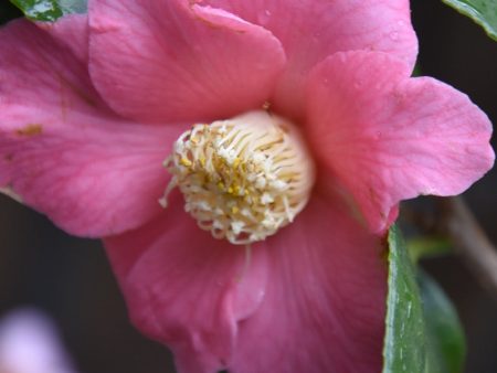 Camellia quercifolia  Pink Mermaid  COPF (species Camellia) Online