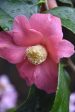 Camellia quercifolia  Pink Mermaid  COPF (species Camellia) Online