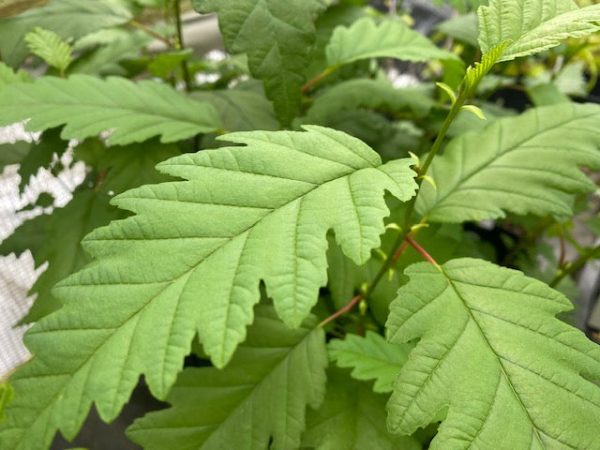 Alnus rubra f. pinnatisecta (Cutleaf Red Alder) Hot on Sale