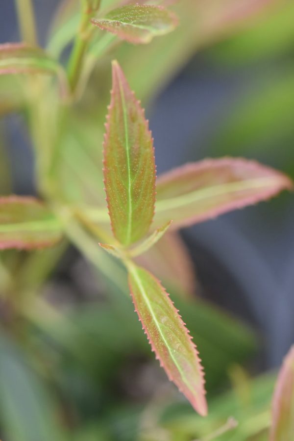 Viburnum henryi  (species Viburnum) For Cheap