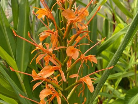 Hedychium coccineum (Hardy Ginger) For Discount