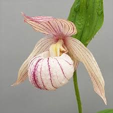 Cypripedium franchetii x segawai (Lady s Slipper Orchid) Cheap