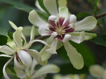 Calycanthus  Venus  PP#15925  (Hybrid Spice Bush) For Sale