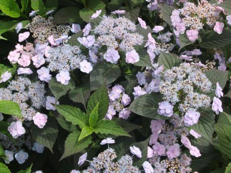 Hydrangea serrata  Tiny Tuff Stuff   (Mountain Hydrangea) Cheap