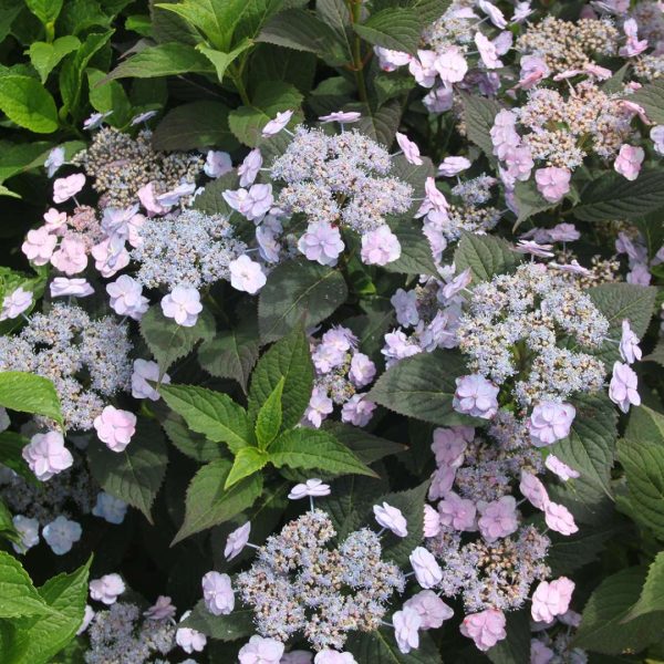 Hydrangea serrata  Tiny Tuff Stuff   (Mountain Hydrangea) Cheap