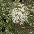 Sambucus nigra  Instant Karma  PPAF CBRAF (Variegated Elderberry) Cheap