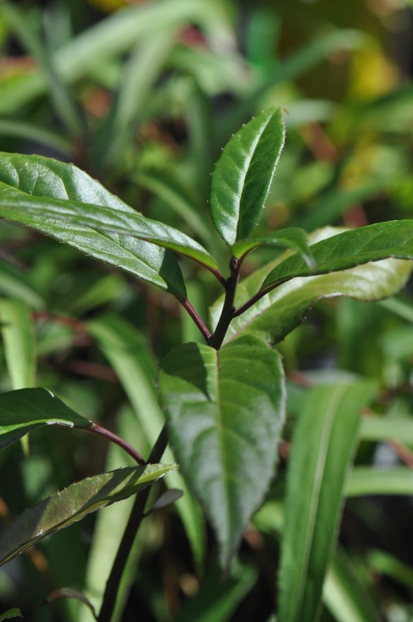 Helwingia chinensis Heronswood Broadleaf Form - Male Sale