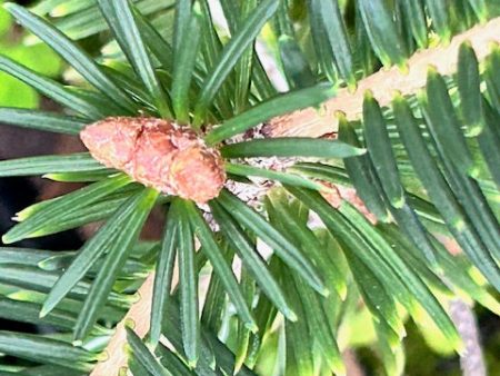 Abies spectabilis CC7601 (East Himalayan Fir) Cheap