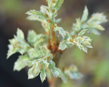 Quercus x undulata  Phantom Holly  (Southwest Oak) Fashion