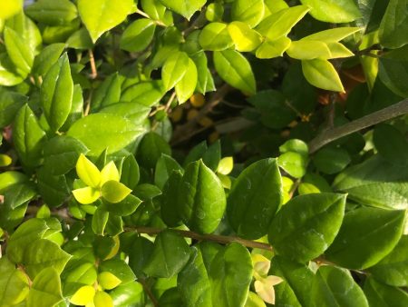 Luma apiculata (Chilean myrtle) Fashion