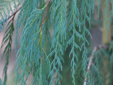 Cupressus cashmeriana (Bhutan Cypress, Kashmir Cypress, Weeping Cypress) syn. C. darjeelingensis Online now