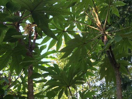 Tetrapanax  papyrifer  Steroidal Giant   (Steroidal Giant Rice Paper Plant) Online Sale