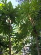 Tetrapanax  papyrifer  Steroidal Giant   (Steroidal Giant Rice Paper Plant) Online Sale