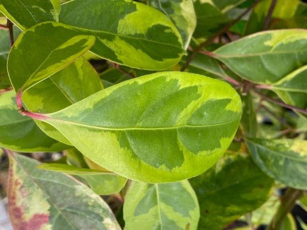 Cornus elliptica  Summer Splash  (Variegated China Dogwood) Cheap