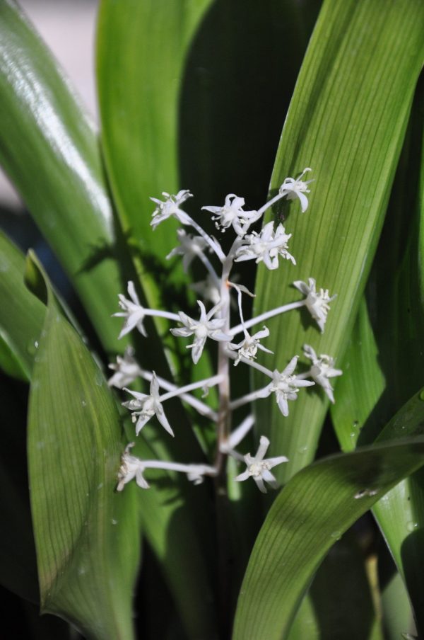 Speirantha convallariodes (False Lily-of-the-Valley) For Cheap