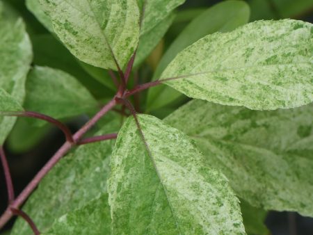 Hydrangea paniculata  Yuki Gessho  (Variegated Hydrangea) For Sale