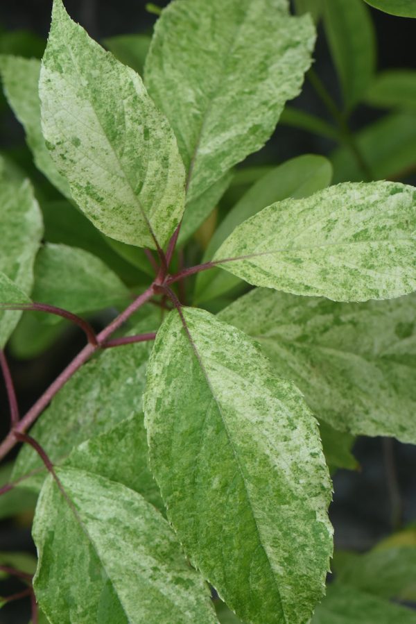 Hydrangea paniculata  Yuki Gessho  (Variegated Hydrangea) For Sale