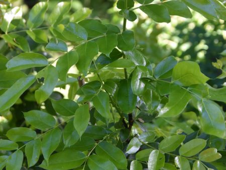 Mahonia pinnata ssp. insularis  Shnilemoon  (Channel Island Oregon Grape) on Sale