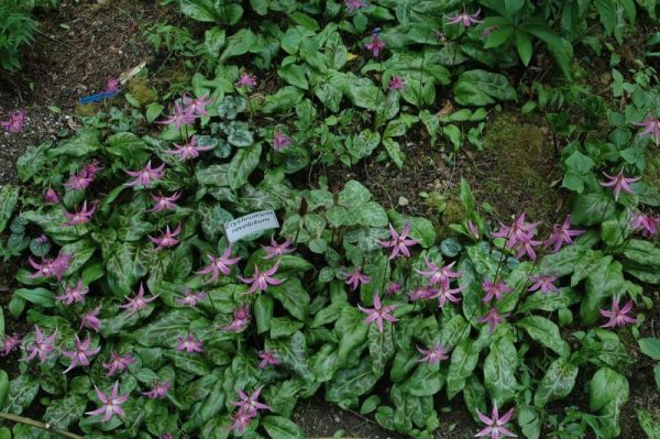 Erythronium revolutum (Dog Tooth Violet, Fawn Lily) Fashion