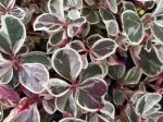 Gaultheria procumbens  Winter Splash  (Variegated Wintergreen) For Discount