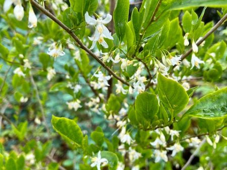 Styrax wilsonii (Wilson s Snowbell) Hot on Sale