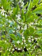 Styrax wilsonii (Wilson s Snowbell) Hot on Sale