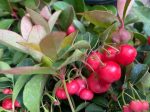 Gaultheria procumbens  Cherry Berries  (Wintergreen) For Cheap