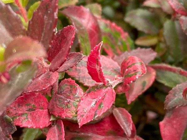 Vaccinium ovatum  Cascade Sunburst  (Variegated Evergreen Huckleberry) Sale