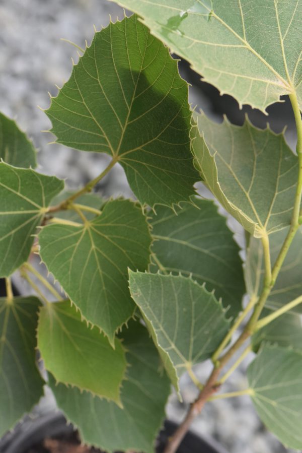 Tilia henryana  (Henry s Lime) Hot on Sale