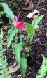 Roscoea purpurea f. rubra  Red Gurkha  (Hardy Alpine Ginger) Discount